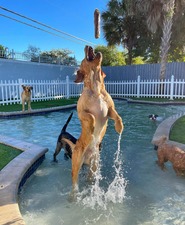 Social Pawz Fort Lauderdale