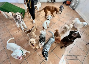 Aloha Pet Resort Miami