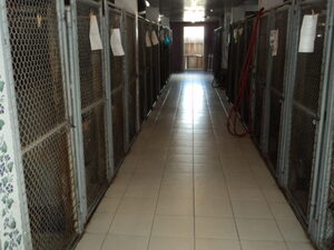 Peace of Mind Pet Resort