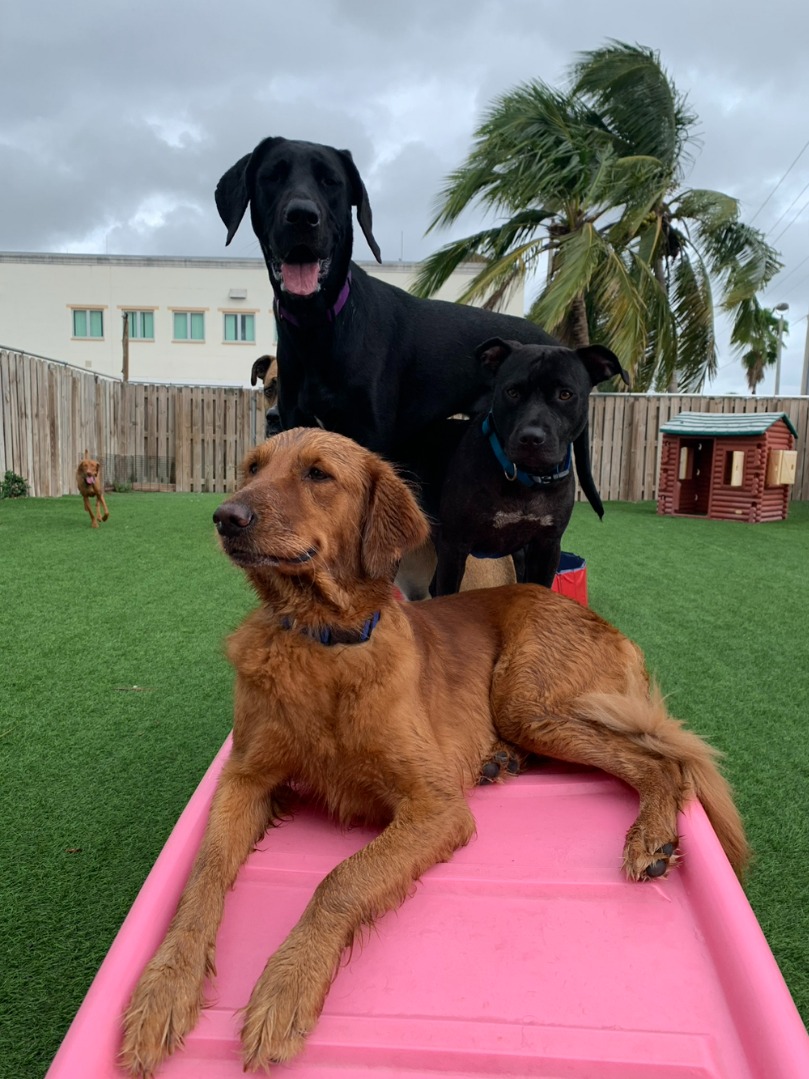 Dogtopia of Boca Raton