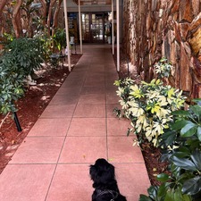 The Ohana Pet Resort