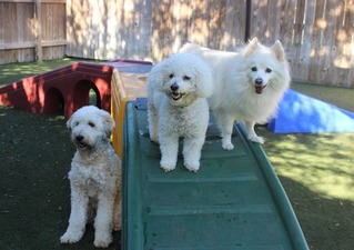 Pet Paradise Palm Beach