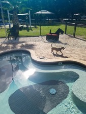 Julington Creek Animal Walk