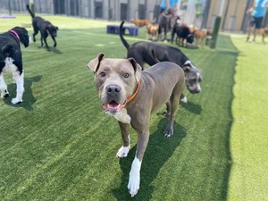 Pet Paradise Jacksonville Airport