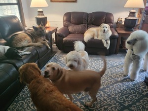 The Waggin Trail Express