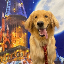 Dogtopia of Jacksonville Beach Boulevard