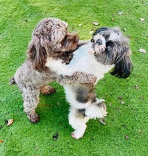 Ooh La La Pet Spaw & Hotel