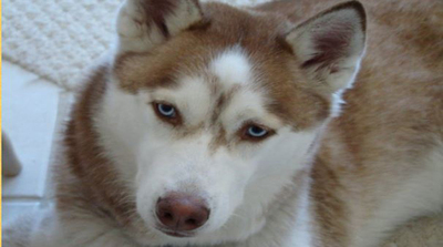 Sun Kiva Kennels Inc