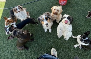 Dagny & Dexter's Doggie Daycare & Spaw