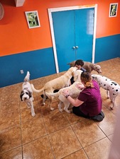 Animal and Bird Hospital of Clearwater - Pet Resort