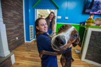 Hounds Town USA - Clearwater