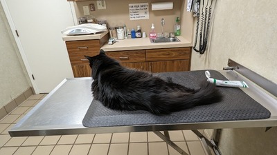 Punta Gorda Animal Hospital