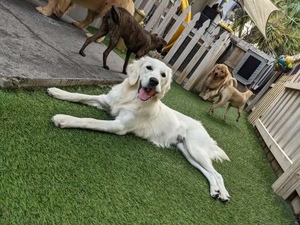 Winter Park Paws Dog Daycare & Suites